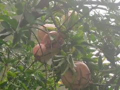 -羊门客在·烤盐池滩羊·川菜