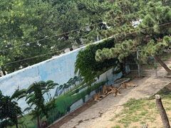 -西霞口神雕山野生动物世界