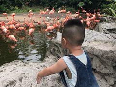 -新加坡飞禽公园