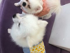 -怪兽屋·羊驼·猫咖·狗咖(俊华广场店)