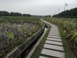 -水八仙生态园