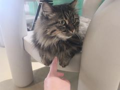 -藏猫猫咖啡主题馆(中央大道店)