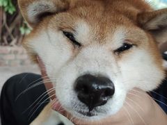 -柴犬高等学院·狗咖·柴犬售卖·宠物训练