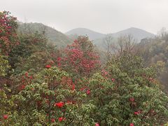-贵州百里杜鹃风景名胜区