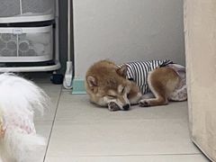 -怪兽屋·羊驼·猫咖·狗咖(俊华广场店)