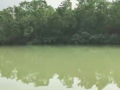 -大湾区中央湿地公园