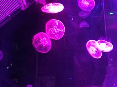 -芜湖新华联大白鲸海洋公园