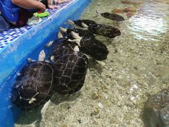 -顺德南宏海立方海洋公园