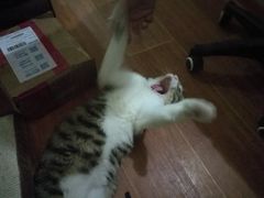 -绝城芋儿鸡(犀浦旗舰店)