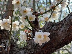 -白塘生态植物园