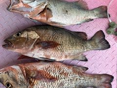 -小猫钓鱼海钓俱乐部(椰梦长廊店)