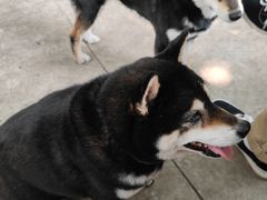 -柴犬高等学院·狗咖·柴犬售卖·宠物训练