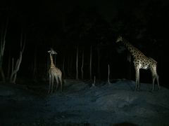 -清迈夜间动物园