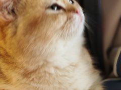 -猫小院猫主题餐厅(南锣旗舰店)