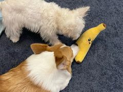 -翊宠yipet猫狗购宠庄园犬舍•猫舍