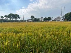 -阳澄湖半岛旅游度假区