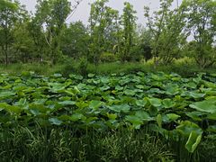 -溱湖国家湿地公园