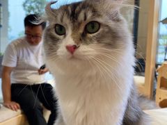 -瞄一喵猫咖(格力海岸店)