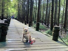 -桤木河湿地公园