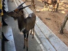 -清迈夜间动物园