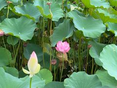 -莲花池公园