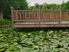 -五缘湾湿地公园