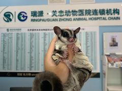 -瑞派·关忠动物医院·异宠专科·犬猫肿瘤·皮肤专科(望京店)