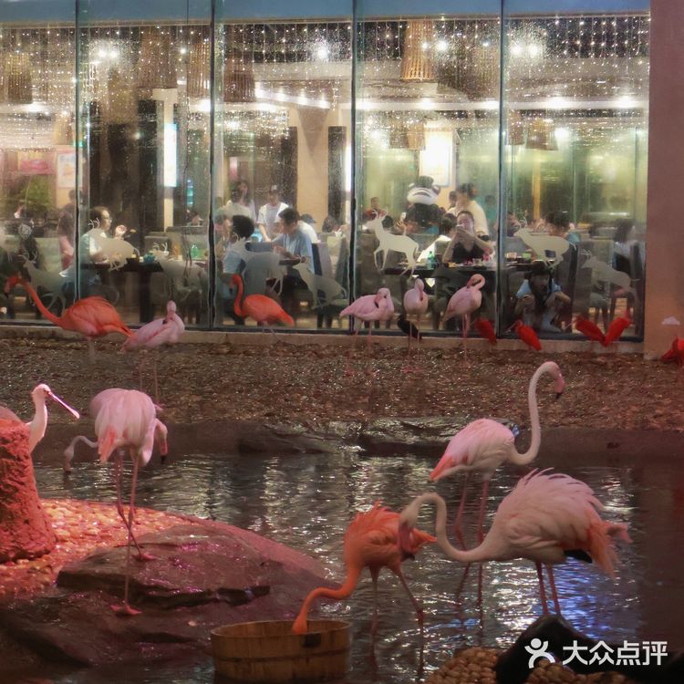 广州🐯娃在长隆白虎餐厅跟老虎用餐又幸福了