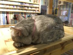 -小时光咖啡馆(开森度假森林店)