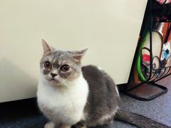 -猫色咖啡·猫咖