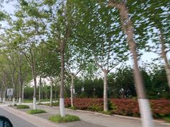 -日照海滨国家森林公园