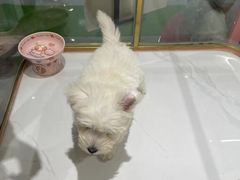 -FAELING PETS美天灵宠物(合生汇店)