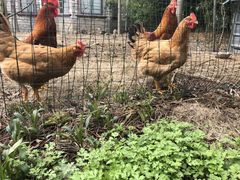 -鄞州雪菜博物馆