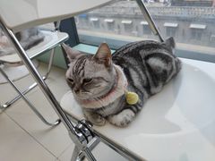 -怪兽屋·羊驼·猫咖·狗咖(俊华广场店)