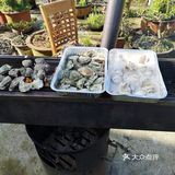蒜蓉生蠔与带子及藕片是我最喜欢的小龙虾CP！