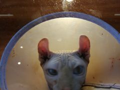 -猫十亿·布偶金渐层·曼基康矮脚猫舍(青年路店)