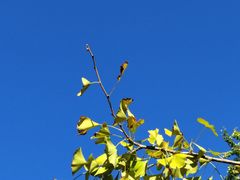 -腾冲国萍农家乐