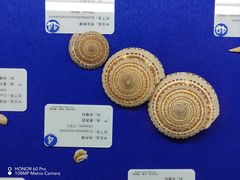 -贝壳王国博物馆