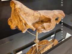 -北京周口店北京人遗址博物馆