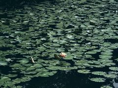 -东莞植物园