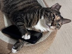 -动物缘宠物医院·骨科·猫科(西二环店)