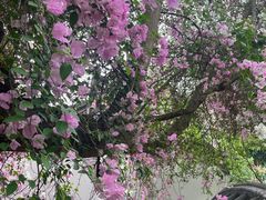 -深圳国际园林花卉博览园