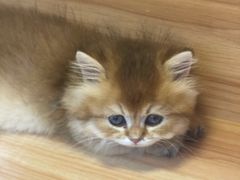 -猫十亿·布偶金渐层·曼基康矮脚猫舍(青年路店)