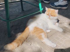 -喵屿·大理花园猫咖