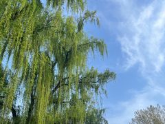 -洛阳郁金香牡丹园