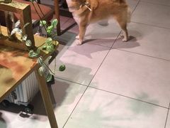 -柴务处·柴犬主题狗咖