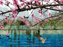 -重庆彩云湖湿地公园