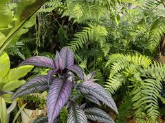 -国家植物园南园