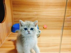 -猫十亿·布偶金渐层·曼基康矮脚猫舍(青年路店)
