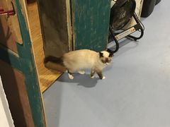 -猫色咖啡·猫咖